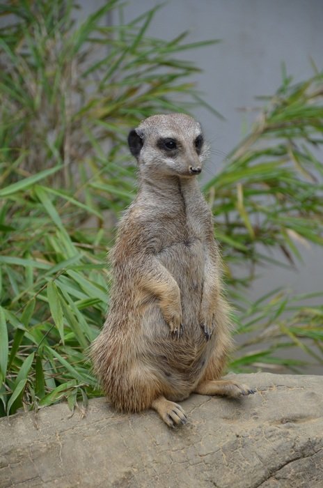 stunning Meerkat Zoo