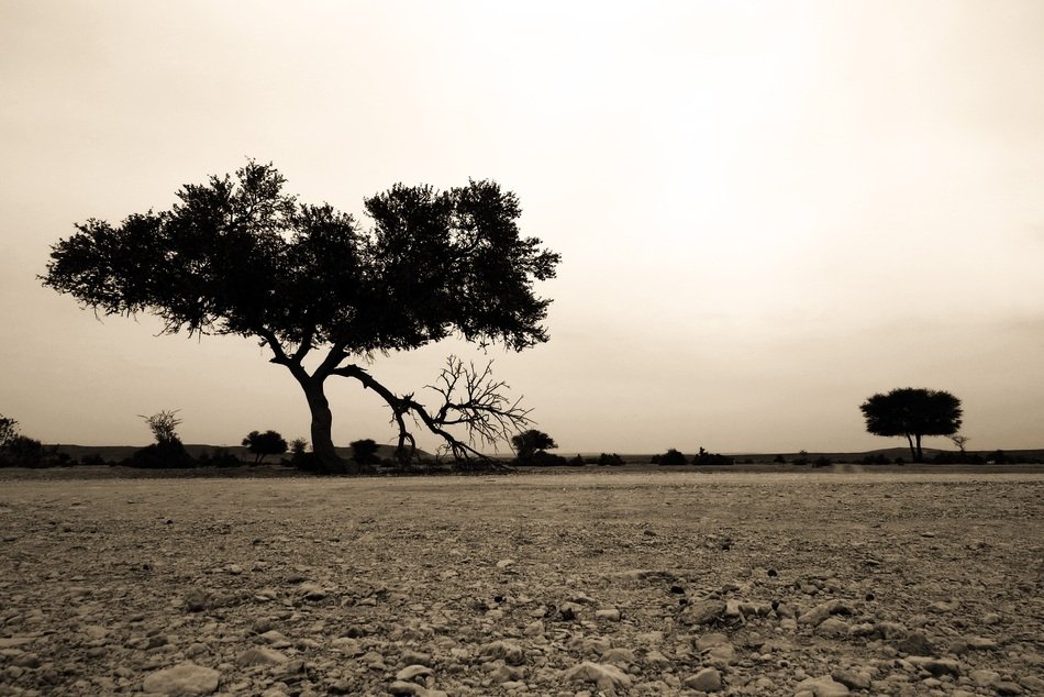 Trees silhouettes at grey sky in Desert Landscape