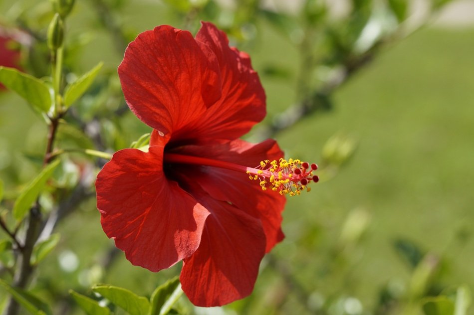 red hibiscus in profile closeup
