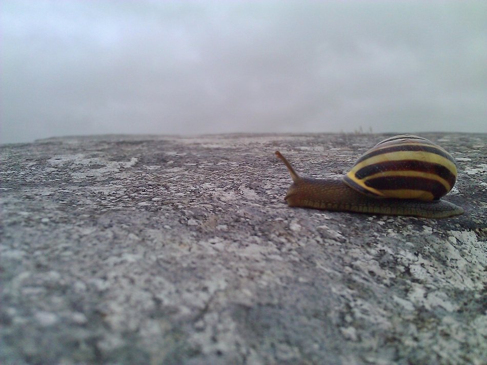 Picture of Irish Snail is on a stone