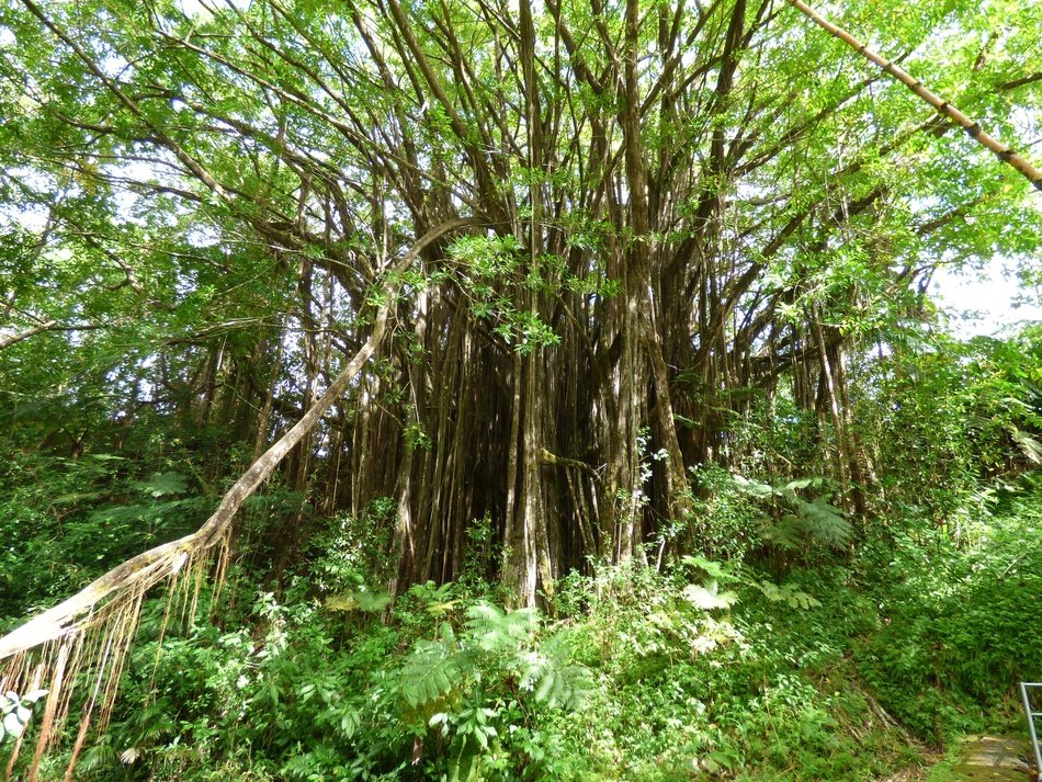 rainforest in sunlight in hawaii