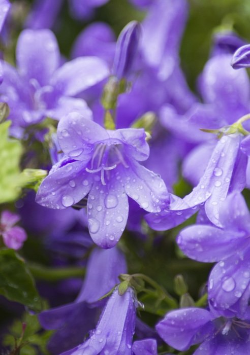 purple bells and water dropss