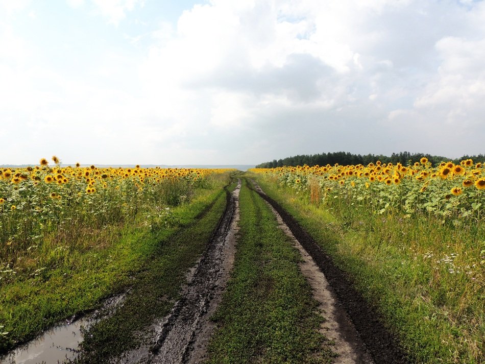road along the yellow field of sunflowers