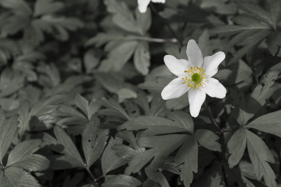 White tiny flower