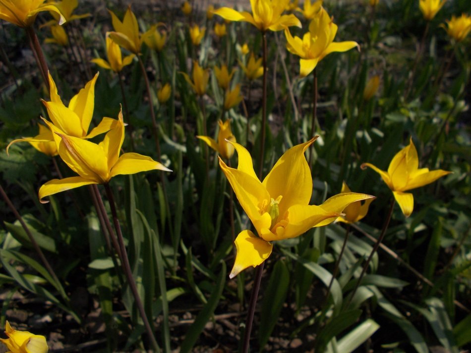 yellow forest tulips