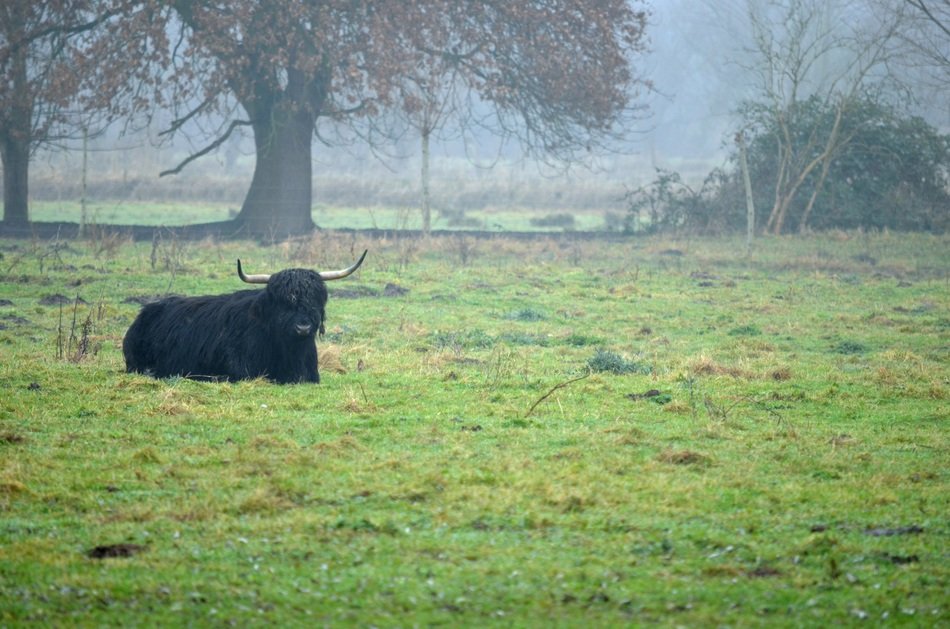 Black cow on the pasture in autumn