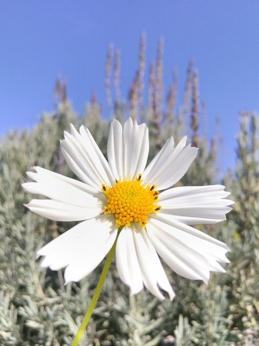 Beautiful white and yellow flower in the spring
