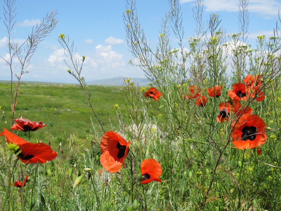 red poppies among weeds