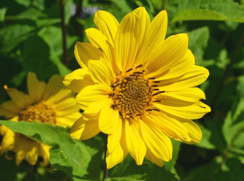 yellow asteraceae flowers