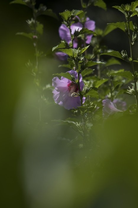 rose bush in blurry background