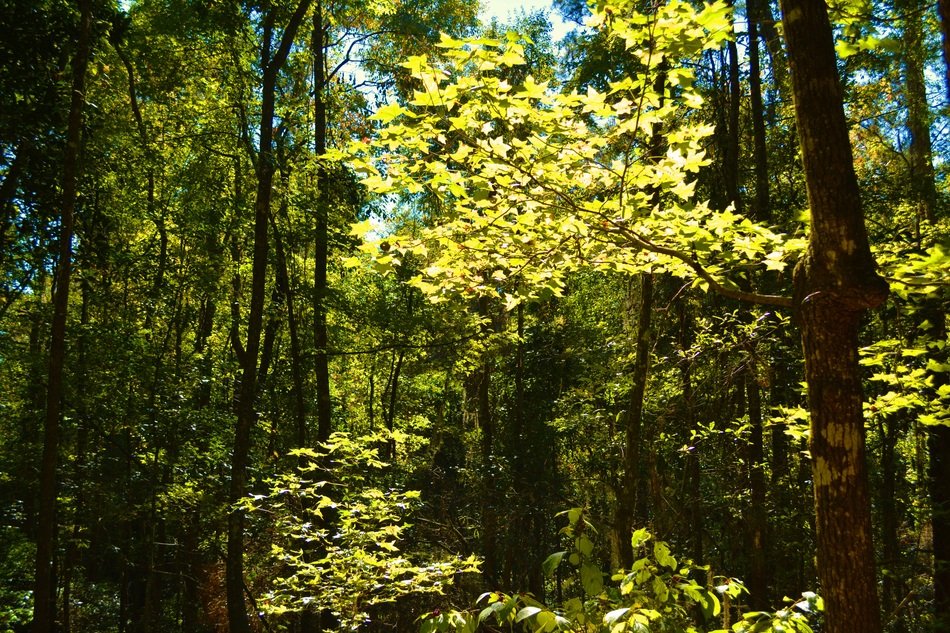 Sunlight in a beautiful forest with green and yellow leaves