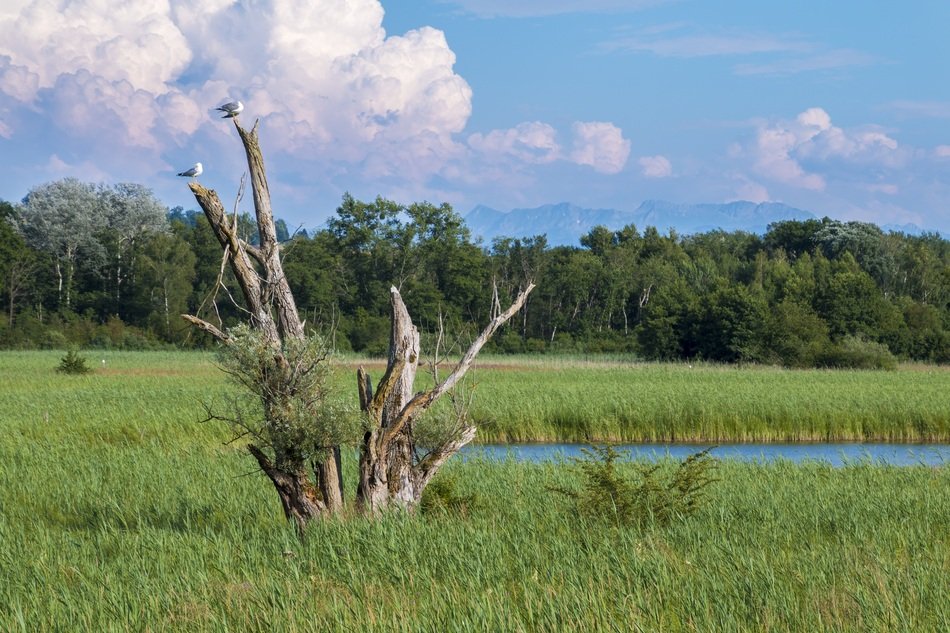 Landscape with the reed near the forest