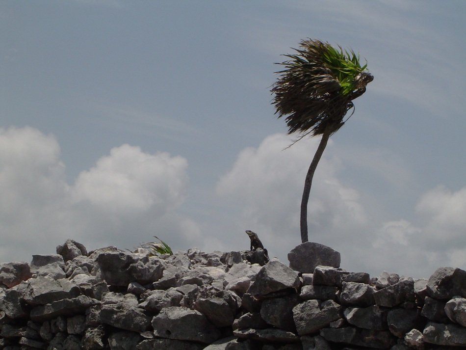 Landscape with the wind