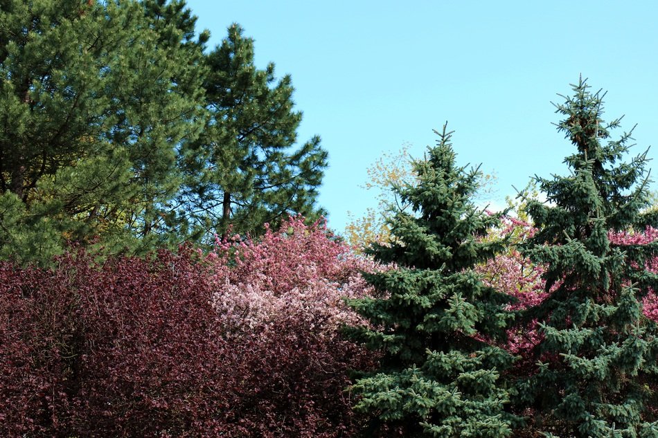 Colorful blooming Trees among green conifers, Spring Landscape