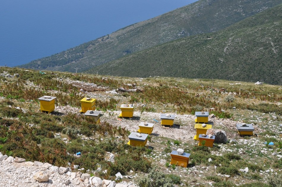 yellow hives in the mountains in Albania