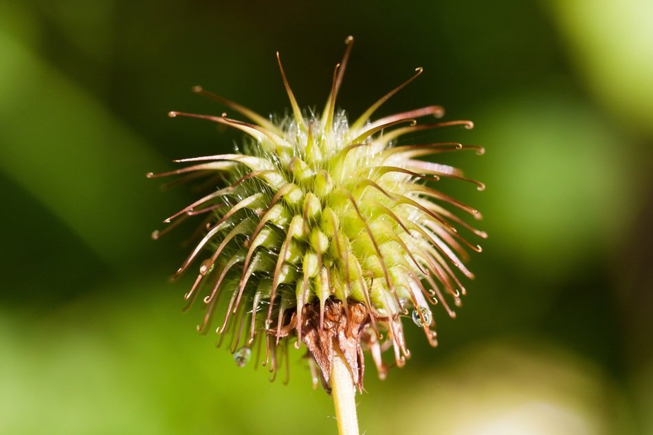fruit of geum urbanum