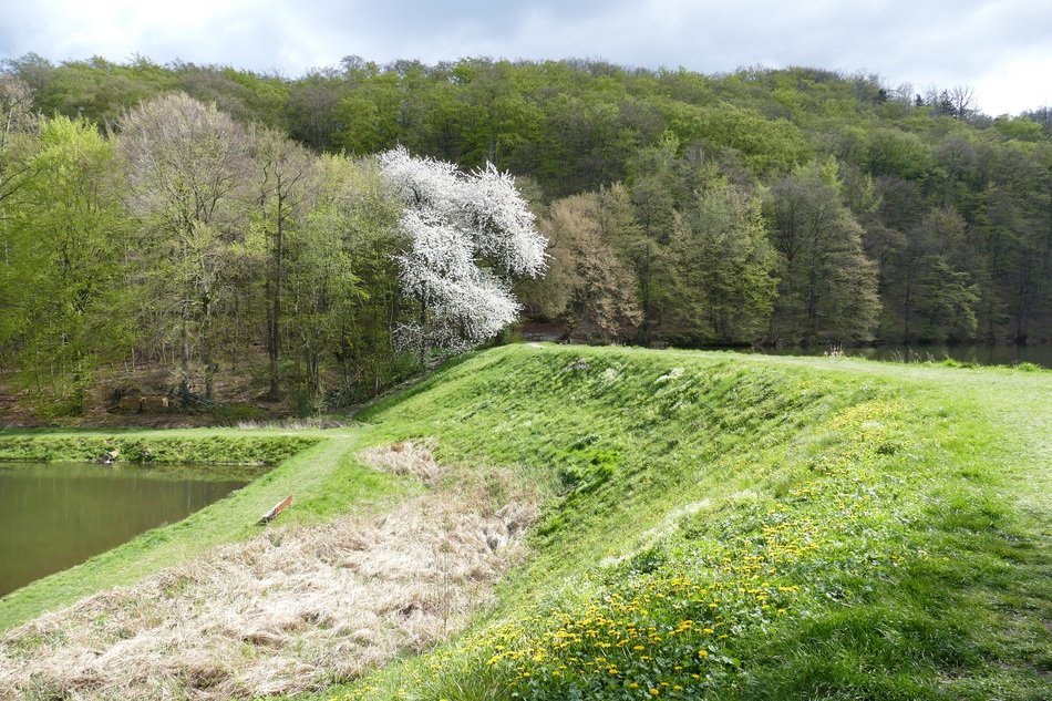 green hill on the background of the forest