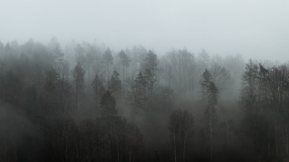 Forest Fog Weather Tree Cold