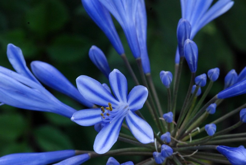 Beautiful colorful agapanthus flowers