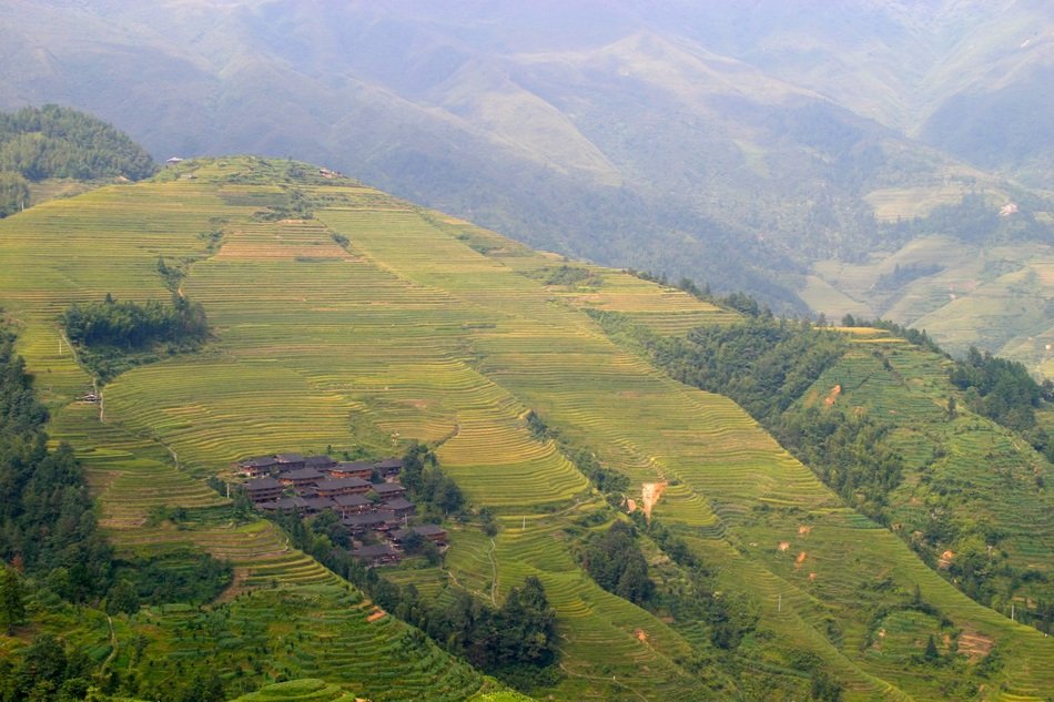 rice plantations in Asia, aerial view