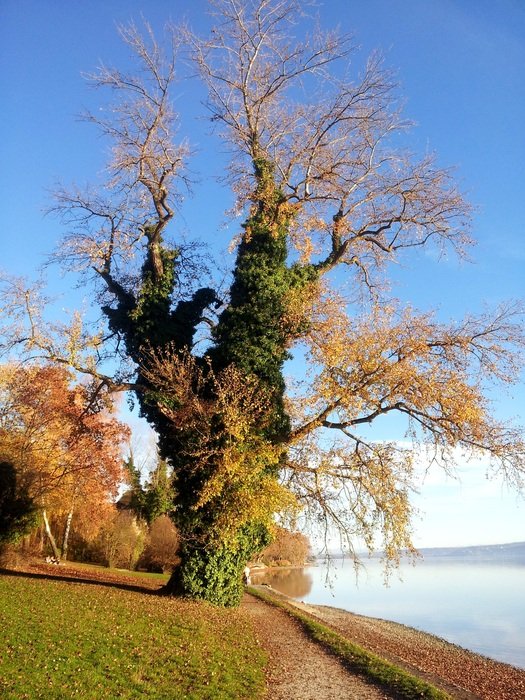 old tree by the lake