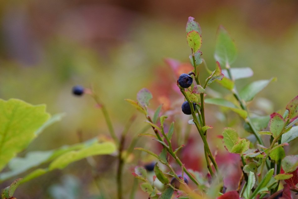 blueberries in summer in the forest