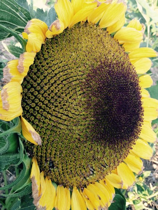 yellow Sun Flower bloom