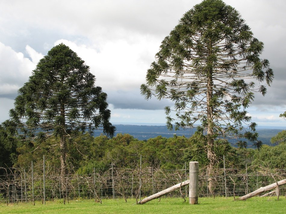 Bunya Pine Trees in countryside