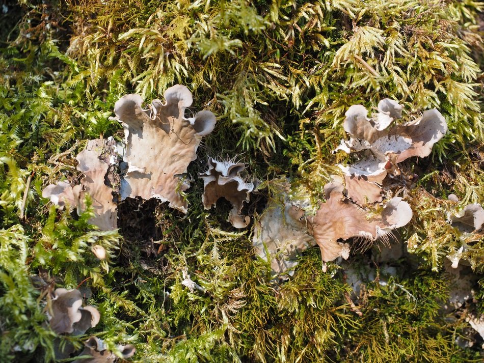 craterellus sinuosus mushrooms in the forest