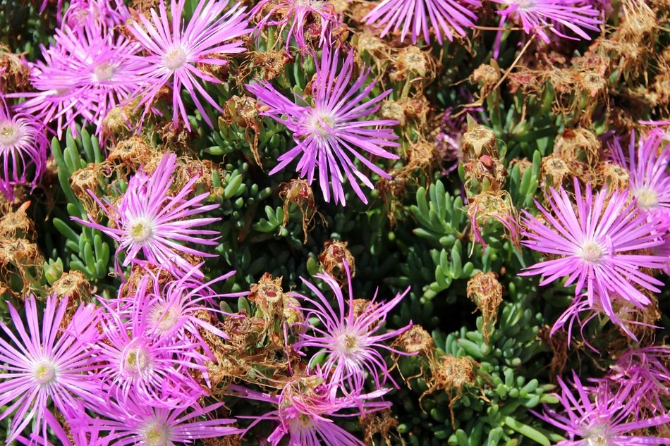 Wild Growth Flowers