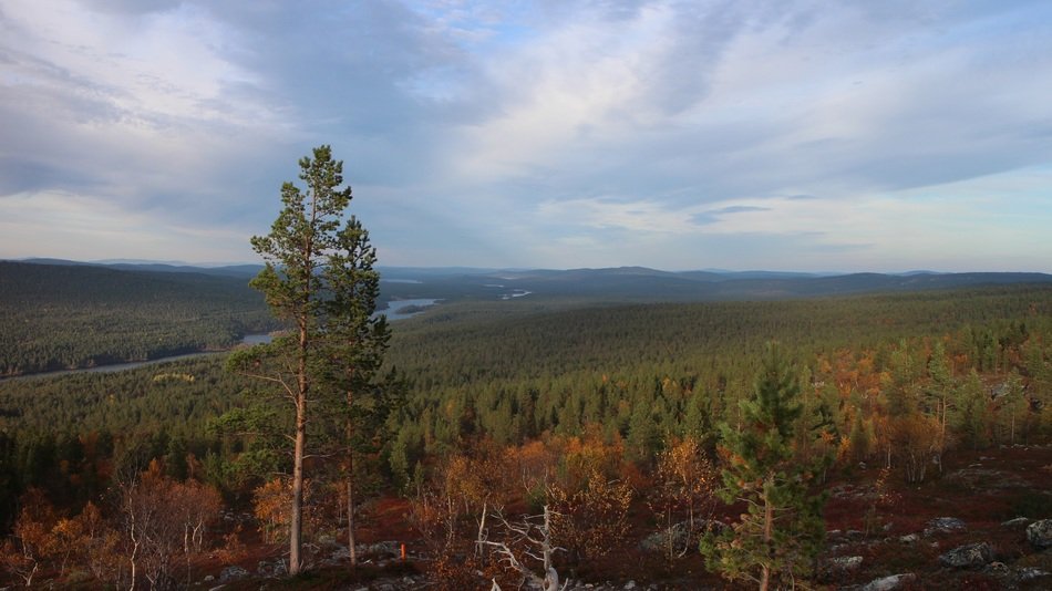 Landscape of the beautiful forest in Finland