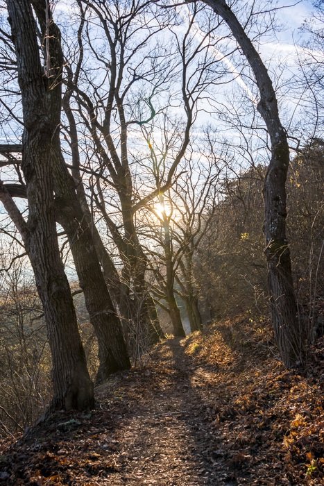 Landscape of the trees at sunlight