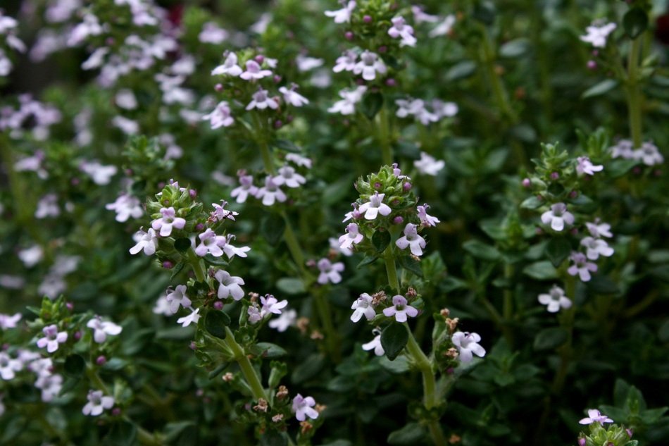 Thyme Garden flower