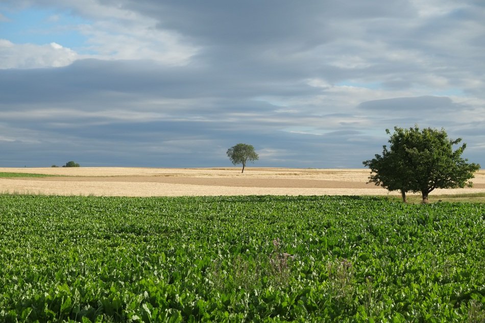 tree on the grass and tree in the sand