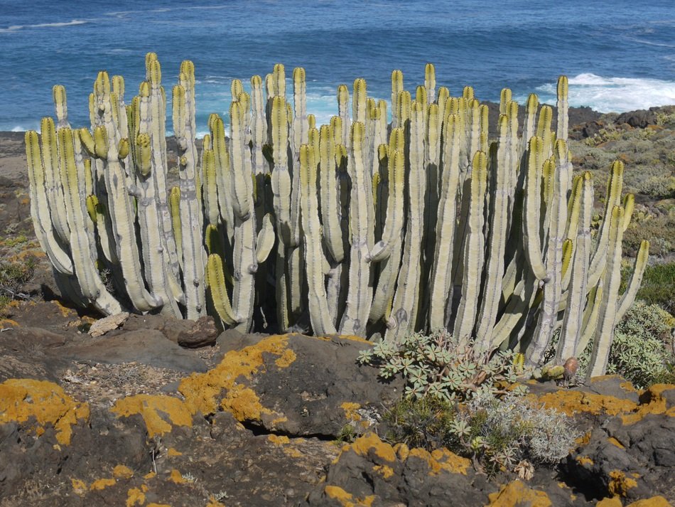 succulents in canary islands