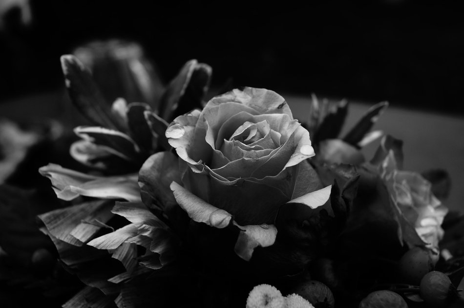 roses in a gloomy background