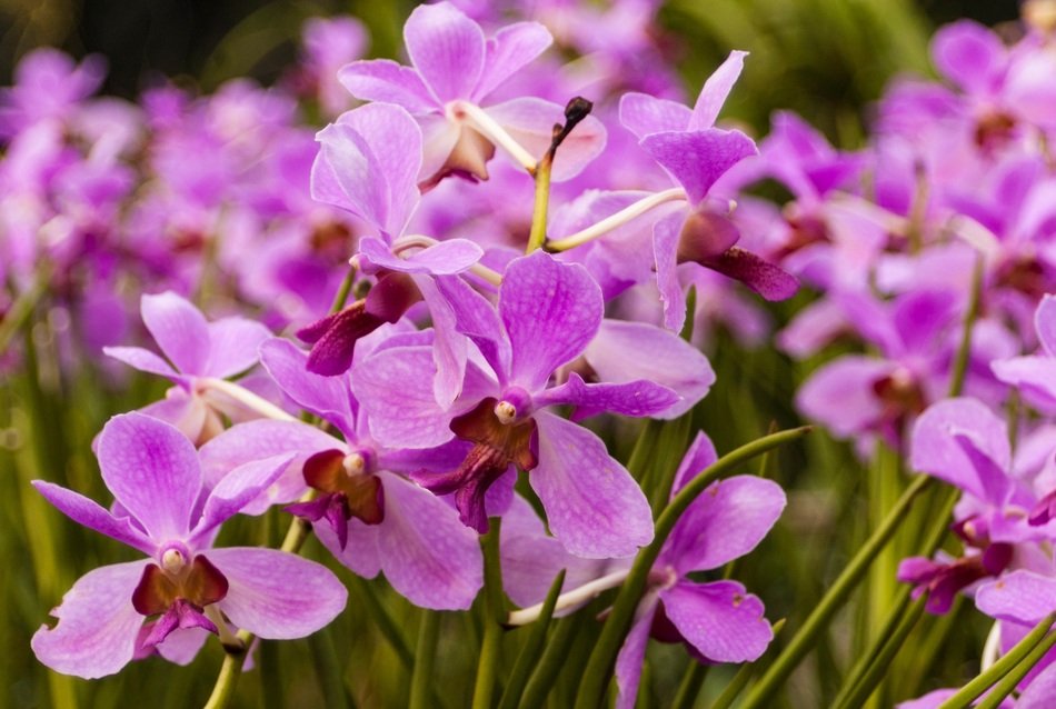 purple small orchids close-up