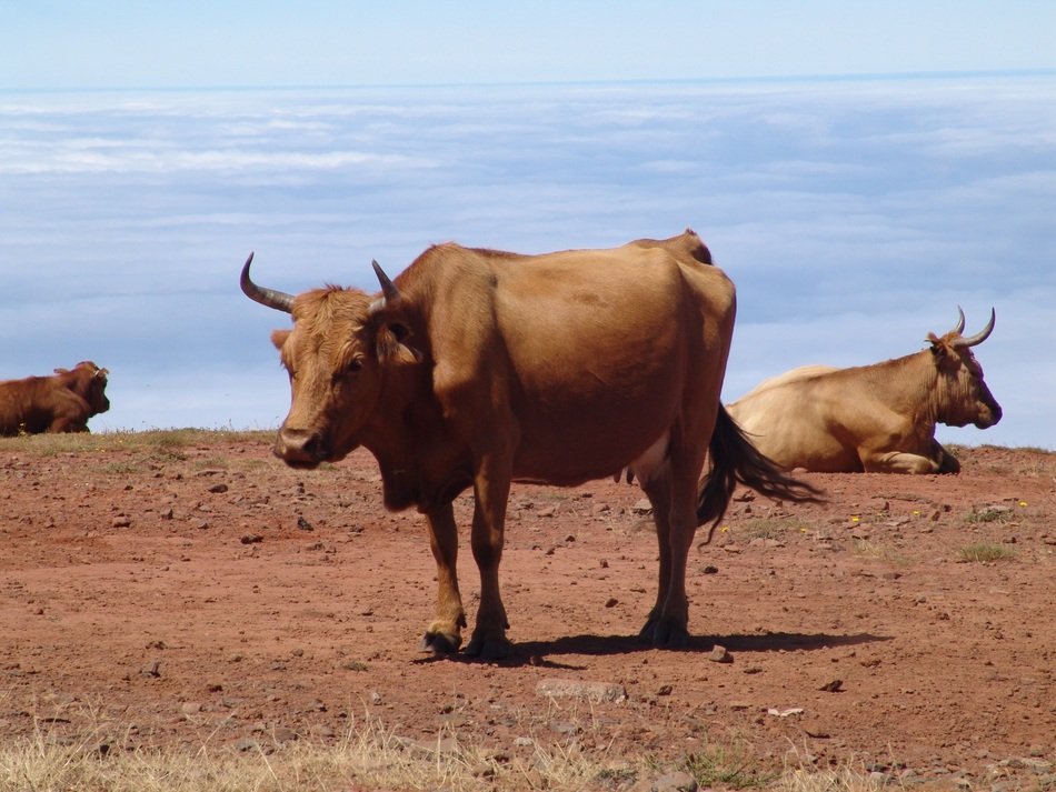 Cows on red soil under Clouds