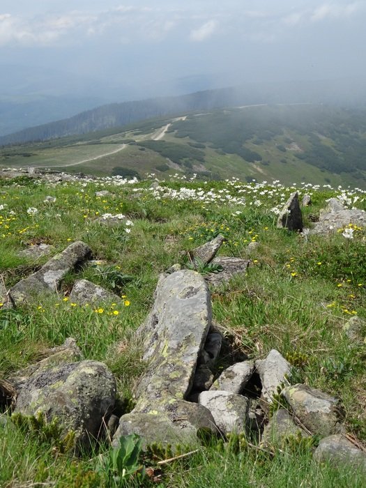 boulders among green grass on the mountain