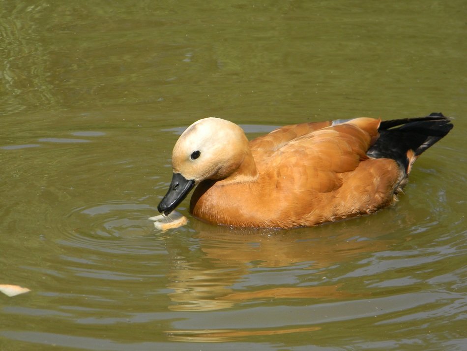 Brown feathered Duck