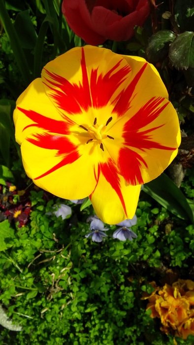 yellow tulip with red lines in the garden