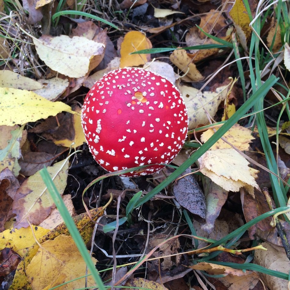 charming Amanita Mushrooms