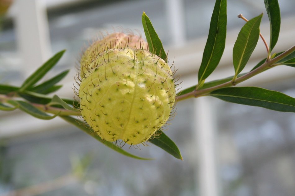 flower like a balloon, africa