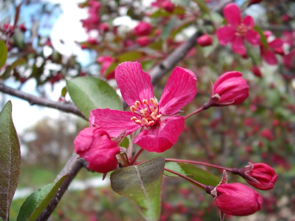 Pink Blossoms on a crabapple