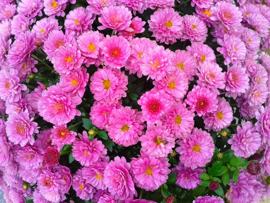 A lot of the colorful flowers in the garden