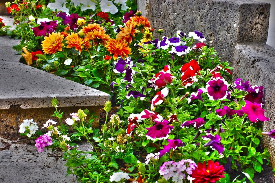 beautiful garden of flowers