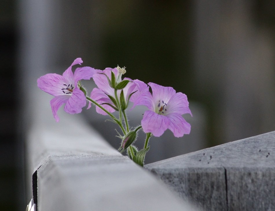 pink blooming flower near the fence