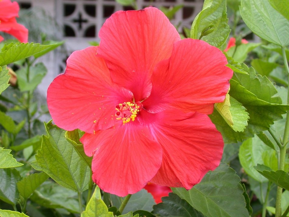 red flower in a botanical garden