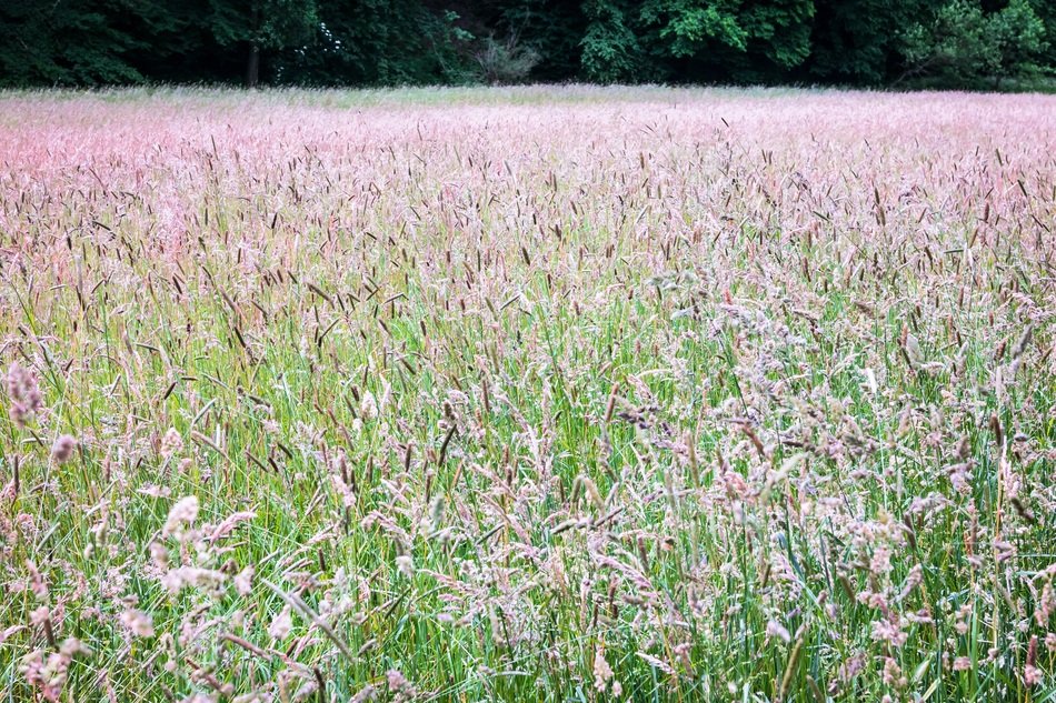 blooming meadow at the edge of the forest