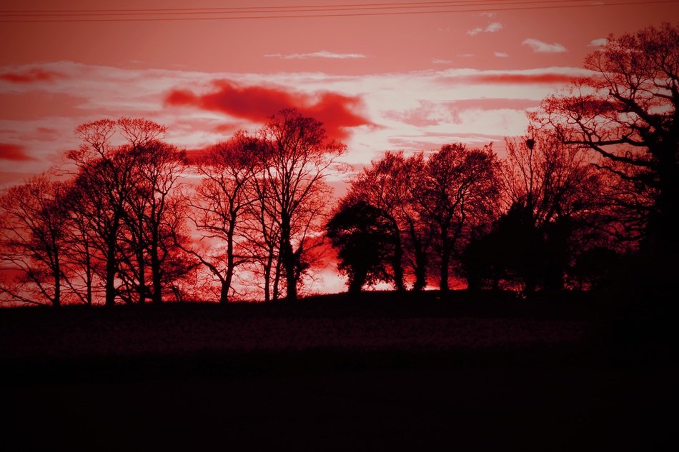 Red Picture of forest